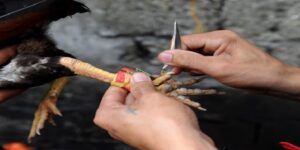 Có nhiều lý do để người chơi lựa chọn tham gia cược đá gà cựa dao