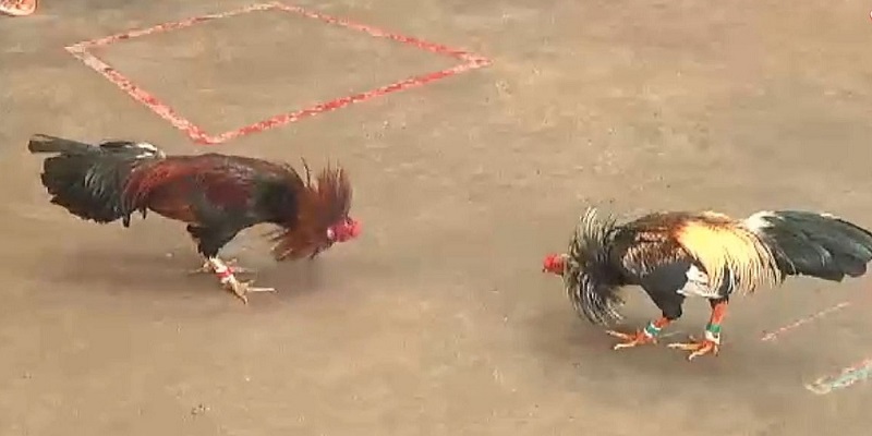 Đá gà cựa sắt là loại hình thi đấu được nhiều người yêu thích