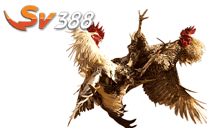 đá gà