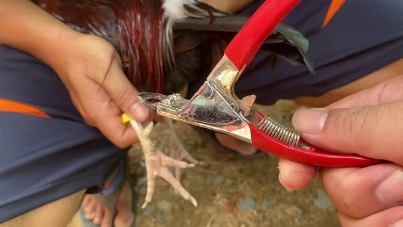 Cách cắt cựa gà chọi rất đơn giản, chỉ cần thực hiện theo những hướng dẫn trên 1 vài lần là bạn sẽ quen