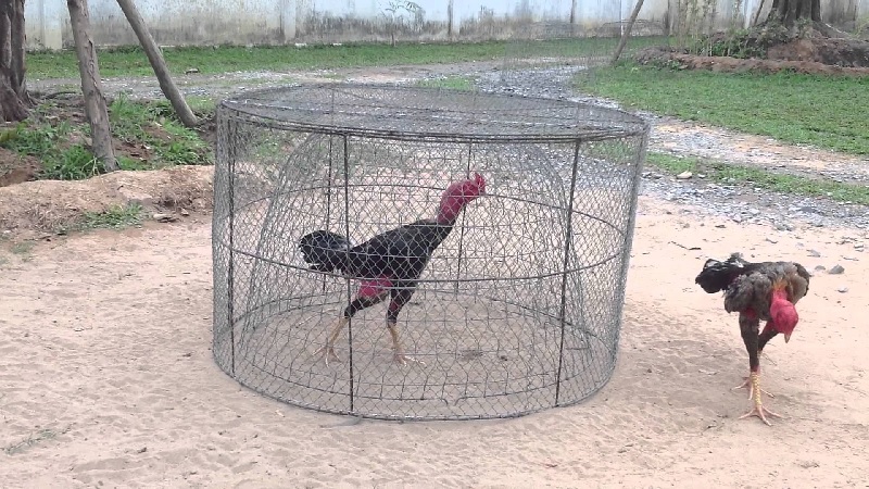 Cho gà tập luyện để rèn luyện sức khỏe
