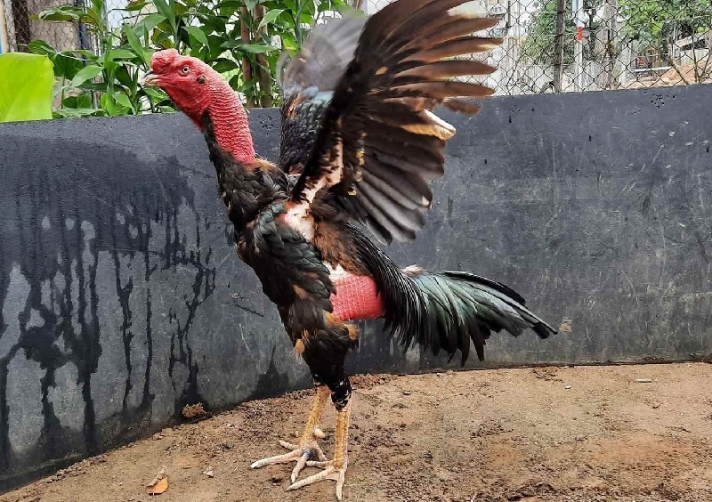 Gà đá đòn