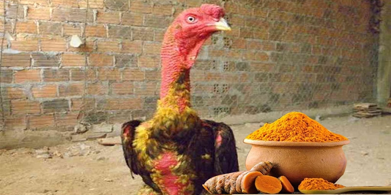 vào nghệ cho gà chọi có để làm gì