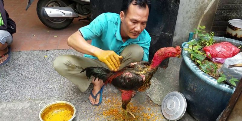 Đặt gà đúng tư thế