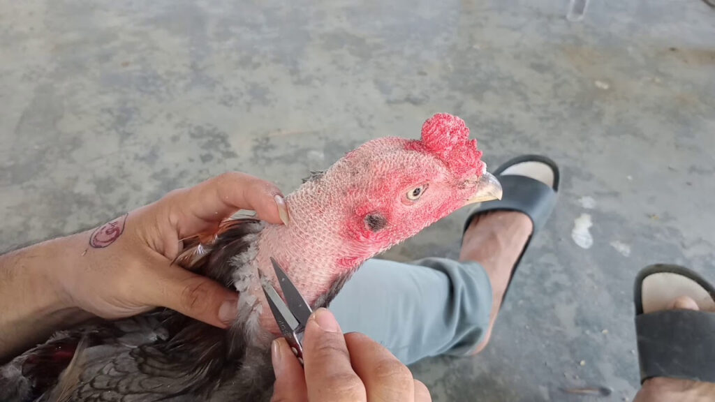 Cắt tỉa long để hạn chế đối thủ nắm vào