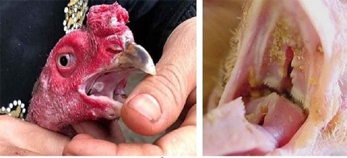 Triệu chứng nấm họng ở gà chọi