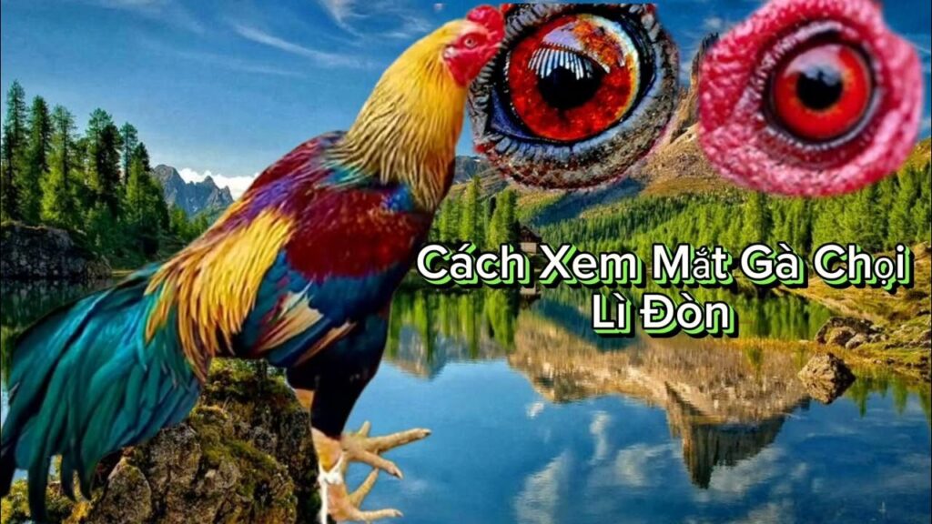 cách nhận biết mắt gà chọi lì