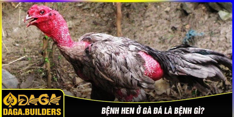 Hen gà đá là gì? Những nguyên nhân gây ra bệnh