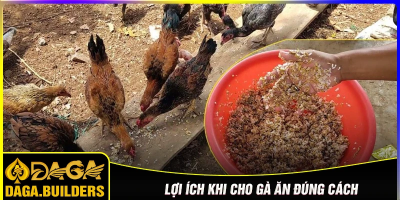 Lợi ích của chế độ ăn gà đá sung đúng cách