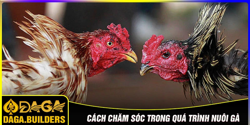 Chăm sóc trong quá trình nuôi gà đá không thuốc