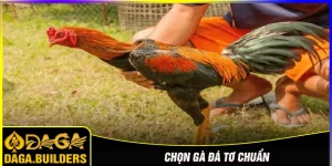 Chọn gà đá tơ chuẩn