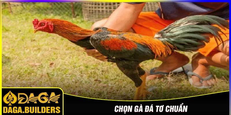 Chọn gà đá tơ chuẩn