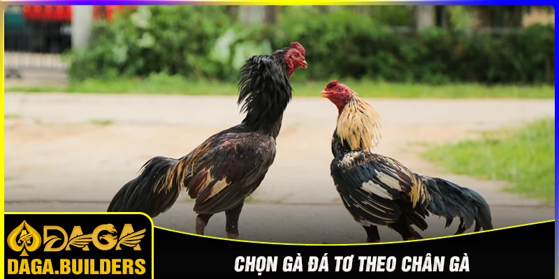 Chọn gà đá tơ theo vảy chân và cựa