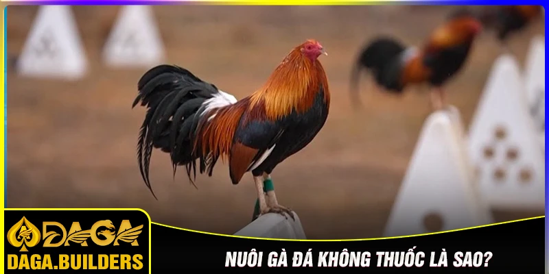 Hiểu như thế nào là nuôi gà đá không thuốc