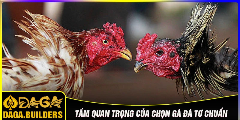 Tầm quan trọng của việc chọn gà đá tơ chuẩn