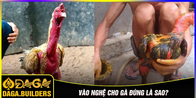 Vào nghệ gà đá đúng là gì?
